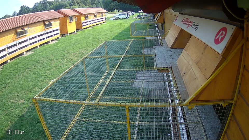 Pigeon Arrival Image For Race Final race 1