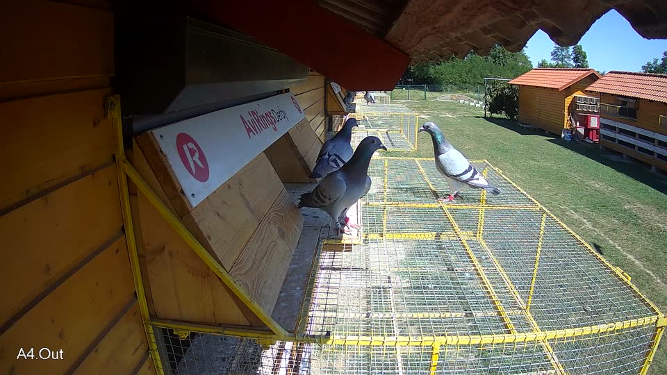 Pigeon Arrival Image For Race Race 5