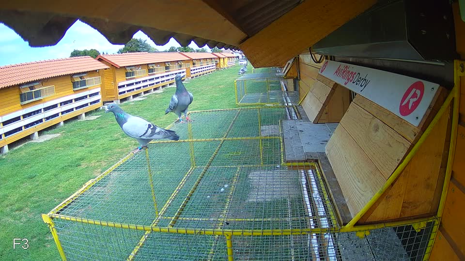Pigeon Arrival Image For Race Race 4
