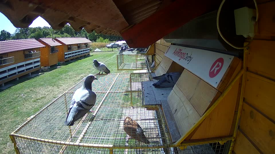 Pigeon Arrival Image For Race Race 5