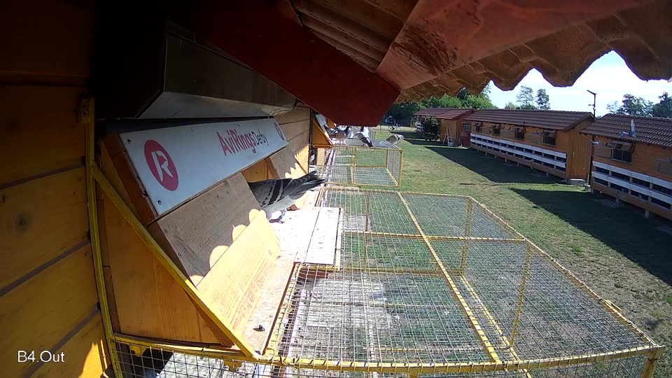 Pigeon Arrival Image For Race Race 2