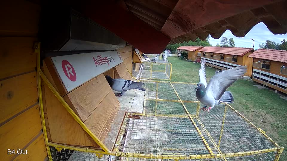 Pigeon Arrival Image For Race Race 4