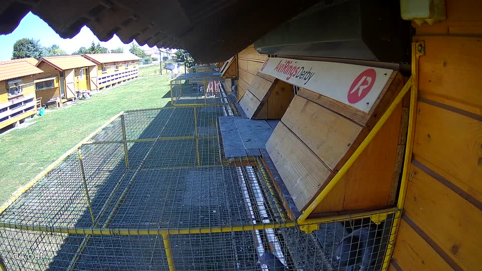 Pigeon Arrival Image For Race Race 3