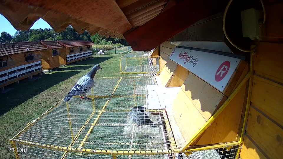 Pigeon Arrival Image For Race Race 2