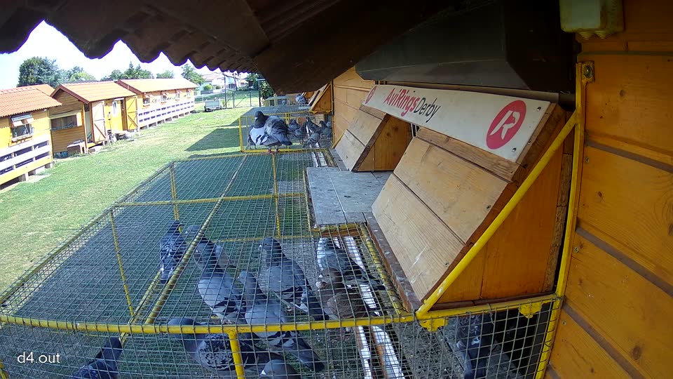 Pigeon Arrival Image For Race Race 1