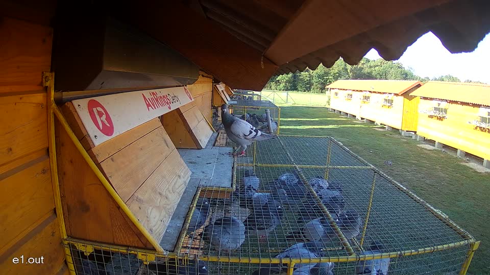 Pigeon Arrival Image For Race Race 5