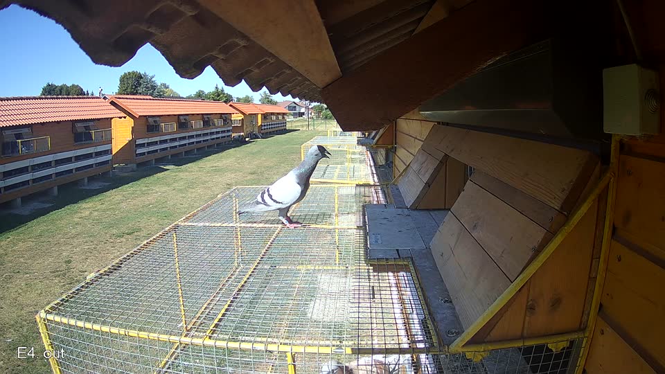 Pigeon Arrival Image For Race Race 3