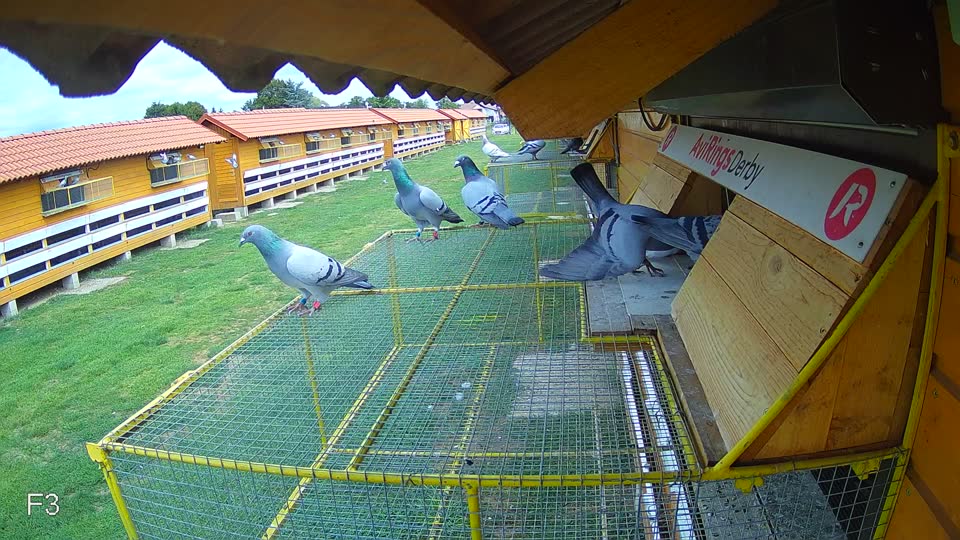 Pigeon Arrival Image For Race Race 4