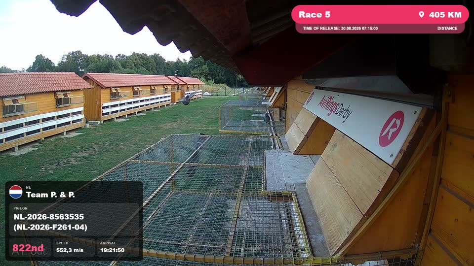 Pigeon Arrival Image For Race Race 5