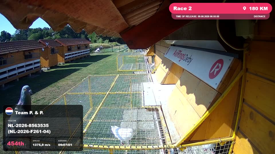 Pigeon Arrival Image For Race Race 2