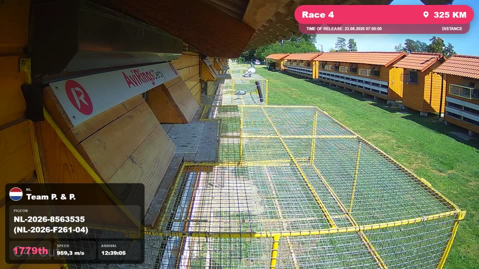 Pigeon Arrival Image For Race Race 4