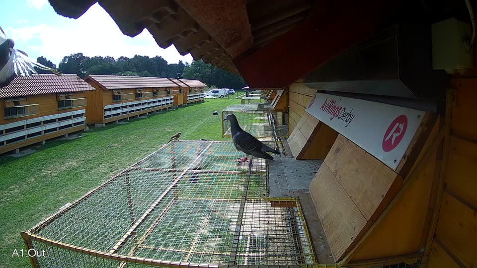 Pigeon Arrival Image For Race Race 6
