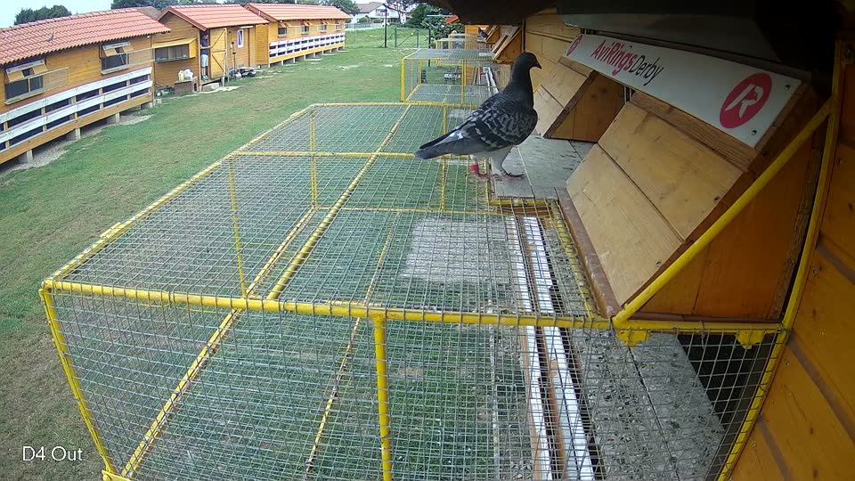 Pigeon Arrival Image For Race Race 3