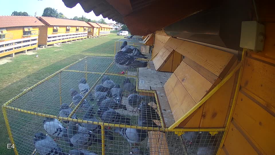 Pigeon Arrival Image For Race Race 4