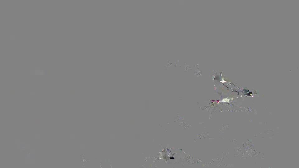 Pigeon Arrival Image For Race Race 2