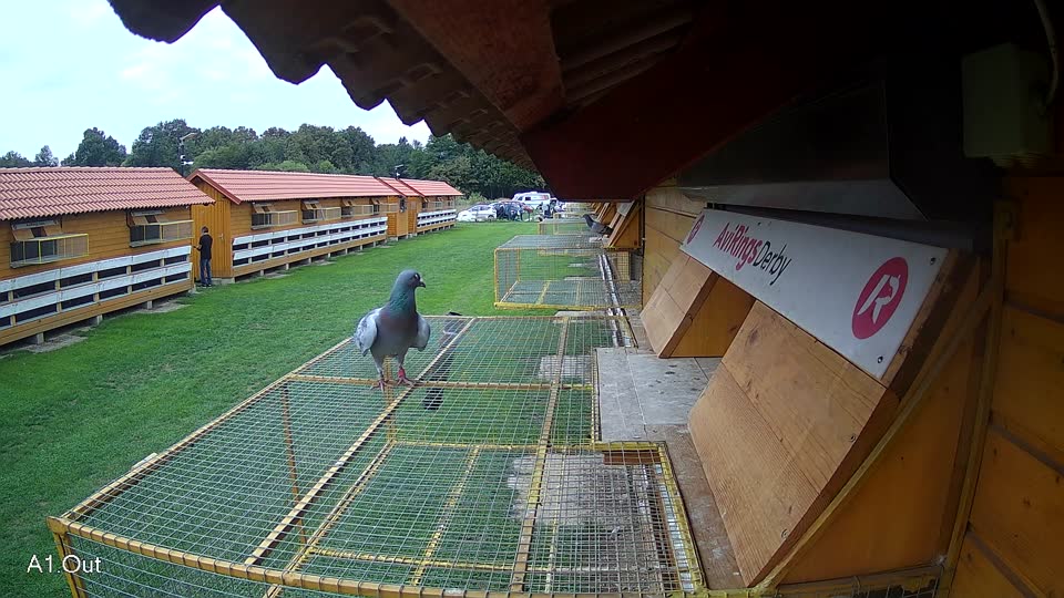 Pigeon Arrival Image For Race Final race 2