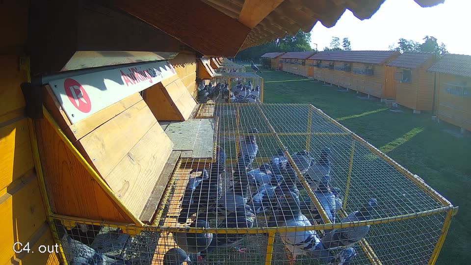 Pigeon Arrival Image For Race Race 1