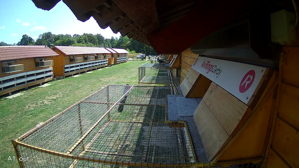 Pigeon Arrival Image For Race Race 5