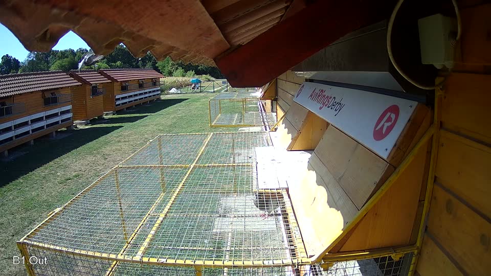 Pigeon Arrival Image For Race Race 3