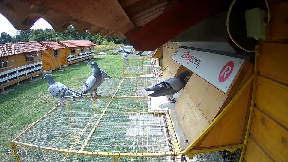 Pigeon Arrival Image For Race Race 4