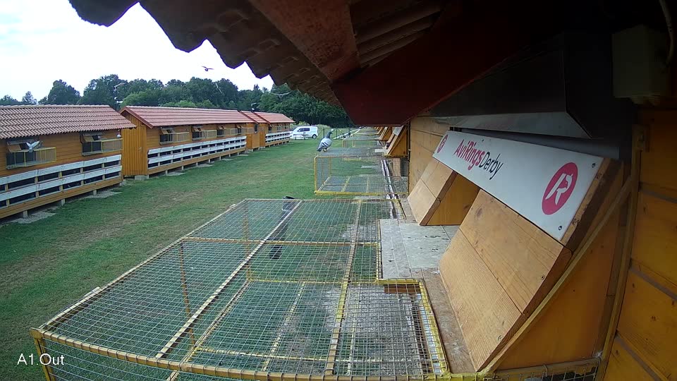 Pigeon Arrival Image For Race Race 3