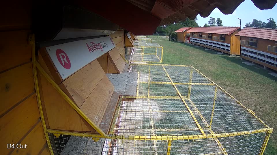 Pigeon Arrival Image For Race Race 4