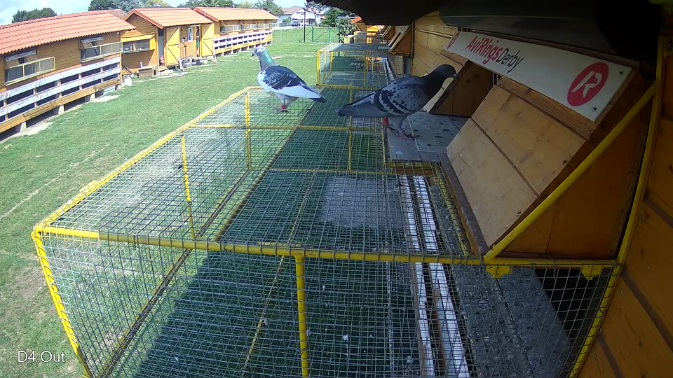 Pigeon Arrival Image For Race Race 6