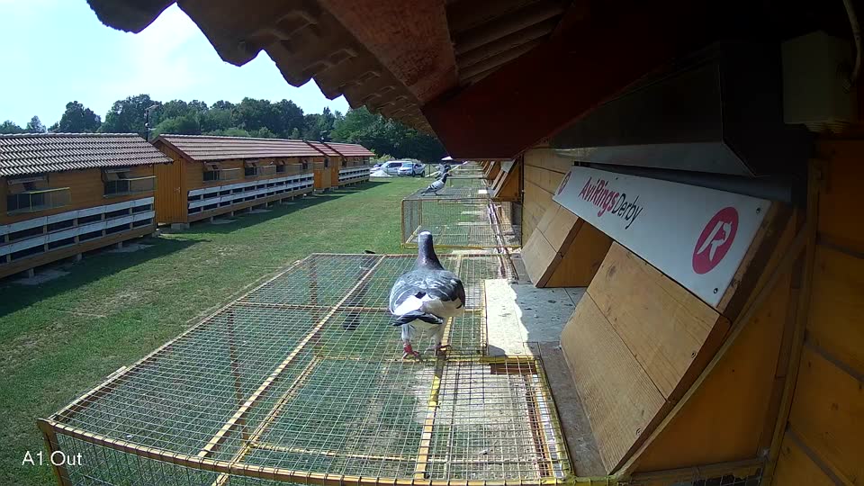 Pigeon Arrival Image For Race Race 4