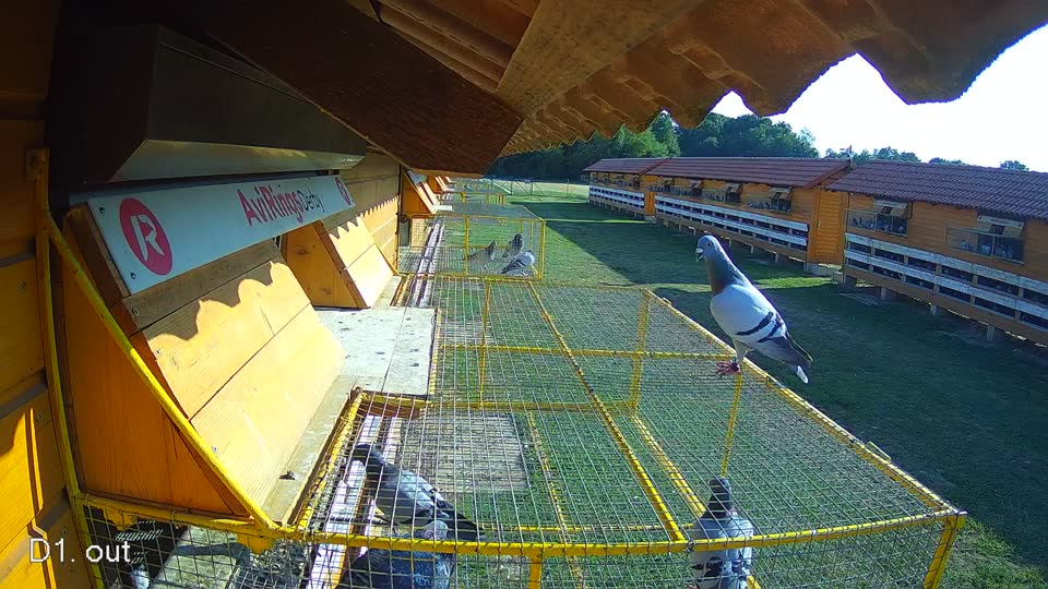 Pigeon Arrival Image For Race Race 1