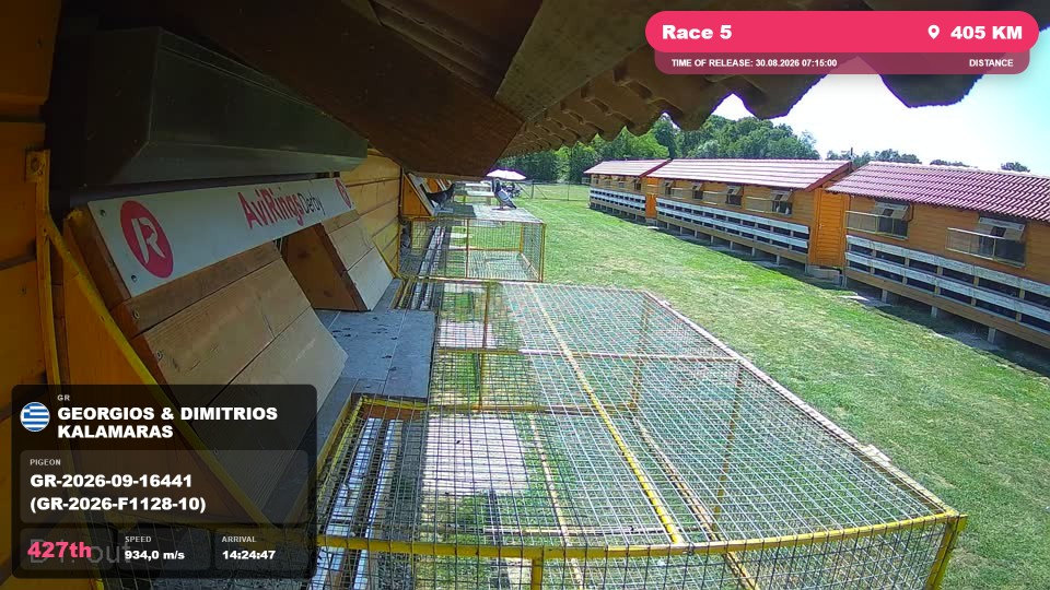 Pigeon Arrival Image For Race Race 5