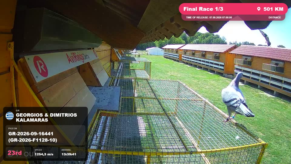 Pigeon Arrival Image For Race Final Race 1/3