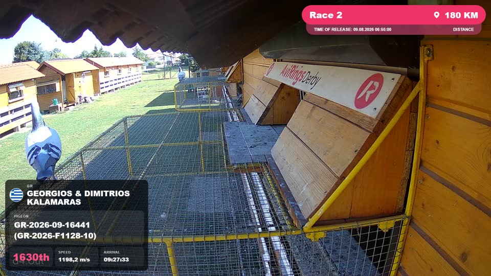 Pigeon Arrival Image For Race Race 2