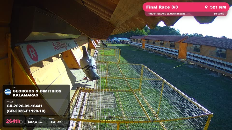 Pigeon Arrival Image For Race Final Race 3/3