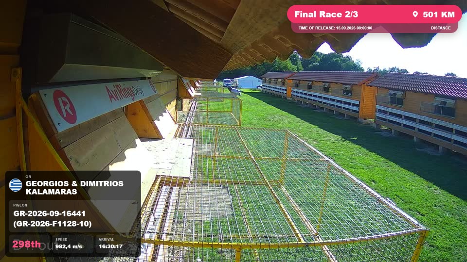 Pigeon Arrival Image For Race Final Race 2/3