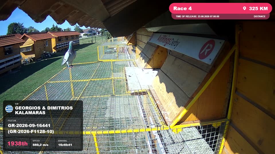 Pigeon Arrival Image For Race Race 4
