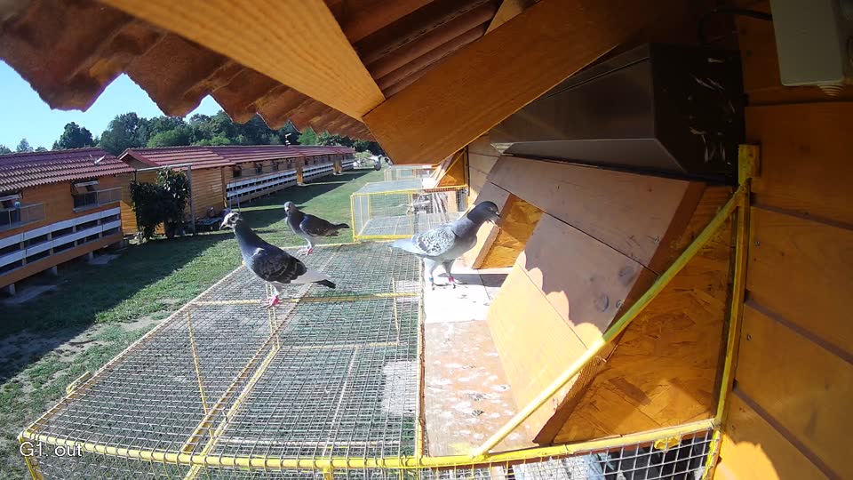 Pigeon Arrival Image For Race Race 2
