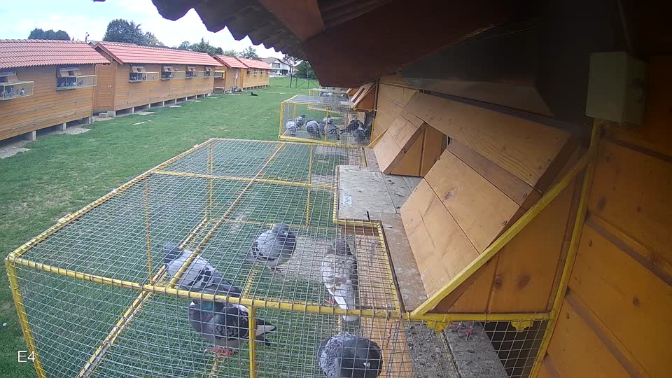 Pigeon Arrival Image For Race Race 6