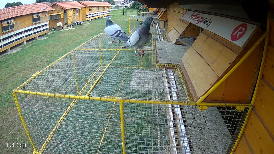 Pigeon Arrival Image For Race Race 3