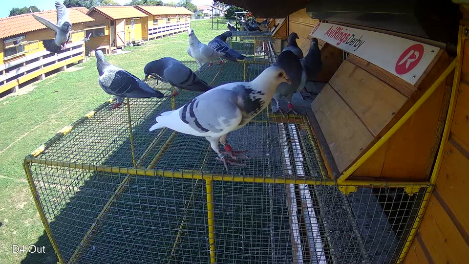 Pigeon Arrival Image For Race Race 2