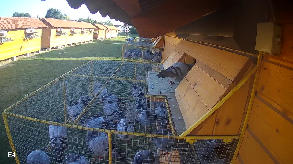 Pigeon Arrival Image For Race Race 5