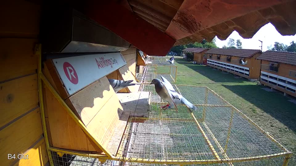 Pigeon Arrival Image For Race Race 1
