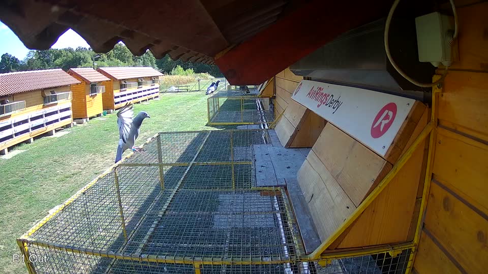 Pigeon Arrival Image For Race Race 5