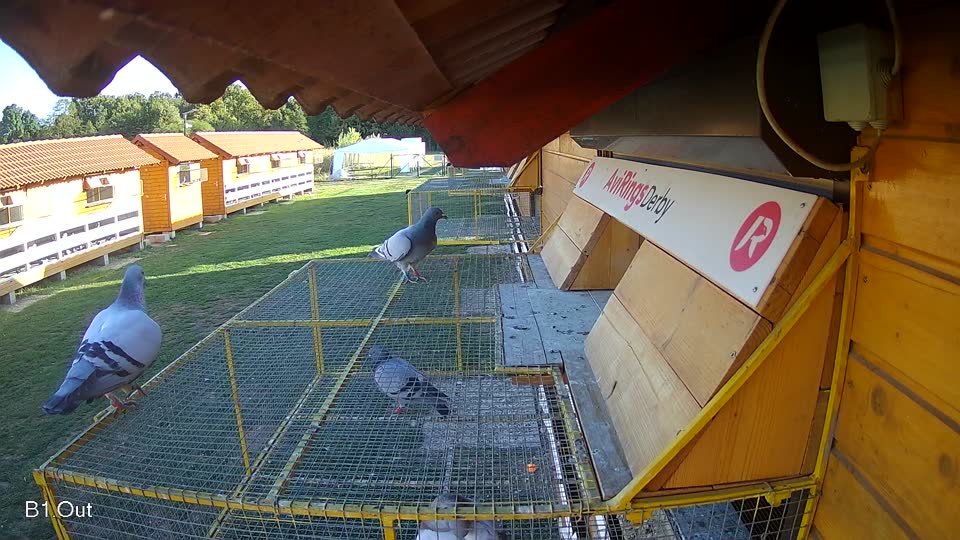 Pigeon Arrival Image For Race Final Race 1/3