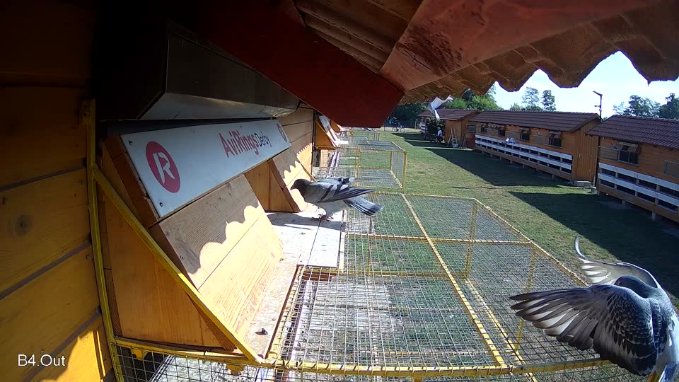 Pigeon Arrival Image For Race Race 2