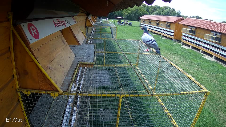 Pigeon Arrival Image For Race Race 6