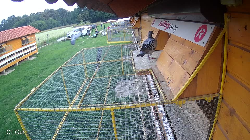 Pigeon Arrival Image For Race Final race 1