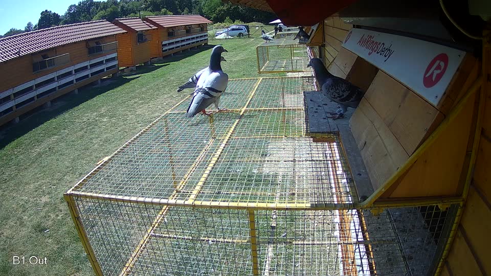 Pigeon Arrival Image For Race Race 5