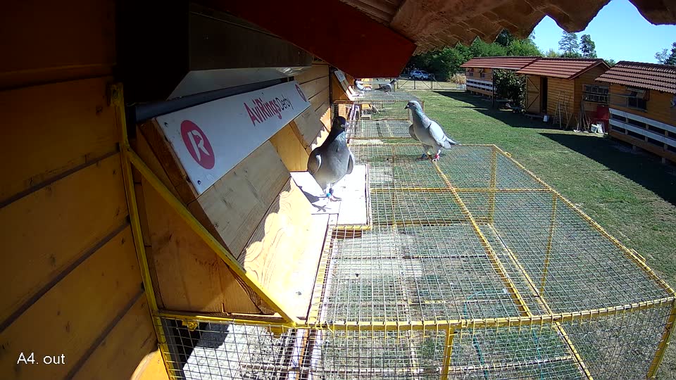 Pigeon Arrival Image For Race Race 3