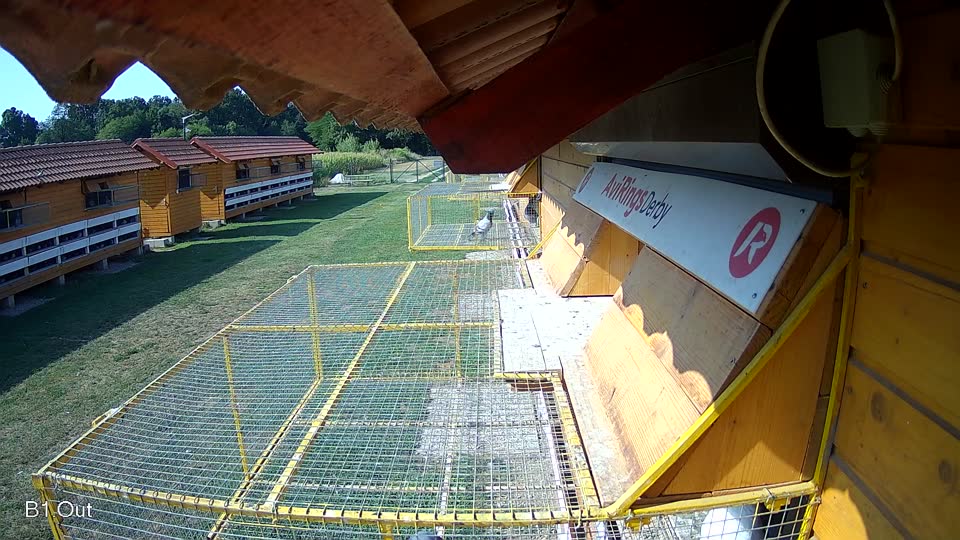 Pigeon Arrival Image For Race Race 1