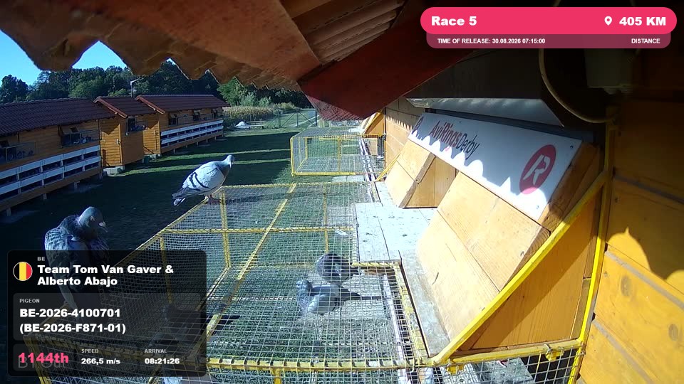 Pigeon Arrival Image For Race Race 5